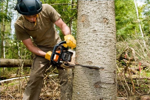 Harrisburg Tree Service