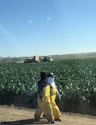 This is what workers need to wear to pick in the fields with all the chemicals in the fields. It's a high of 89° today.