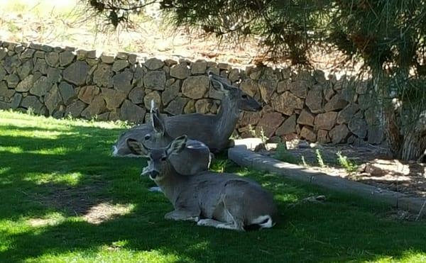 Deer resting out back after Easter Brunch Buffet.