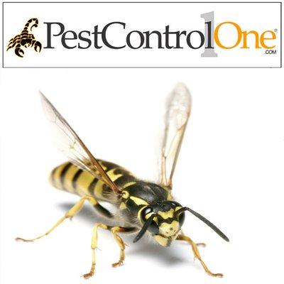 Pest Control One- Phoenix Bee and Wasp Removal and Extermination