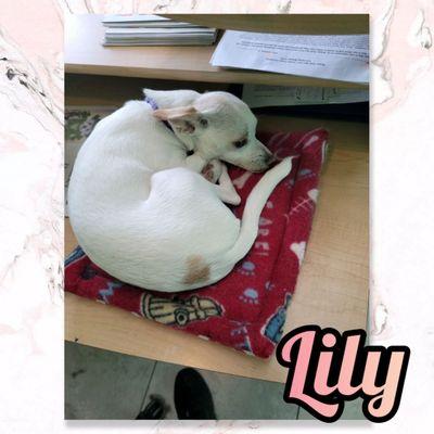 Lily