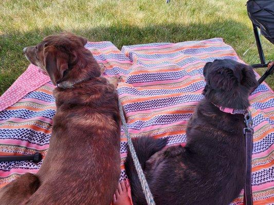 Chilling in the shade.