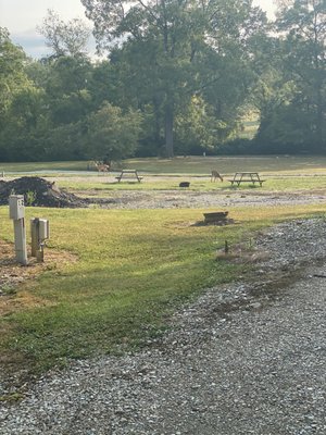 Deer at the campground