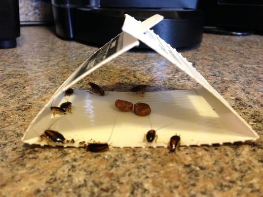 Roaches in Kitchen.