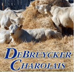 DeBruycker Charolais