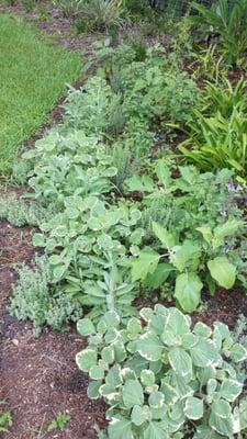 Herbs and Vegetables