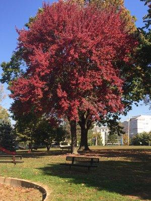 But pretty trees in fall and spring.