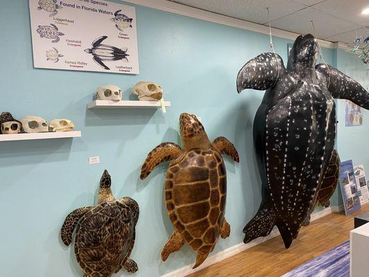 Life size turtle display