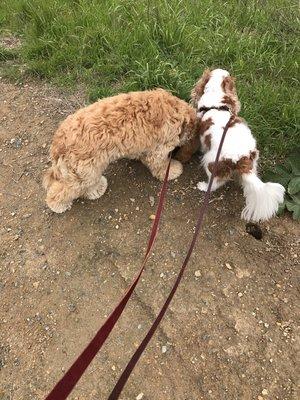 Two Clients on a walk