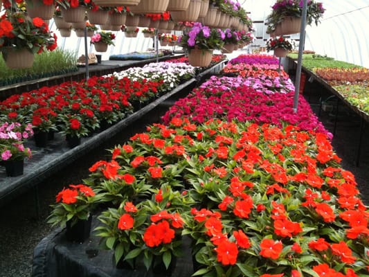 New Guinea impatiens