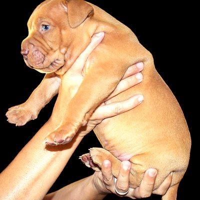 Chimera XL Bullies puppy at just over 3 weeks