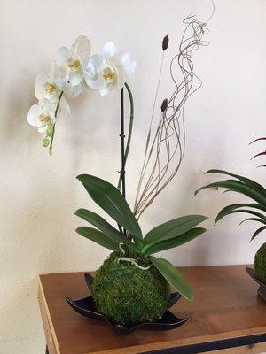 Orquídea en Kokedama.