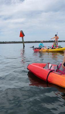 Kayak tours are great for viewing dolphins