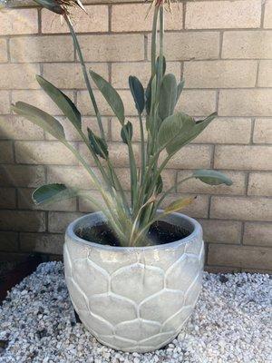 Large white pot