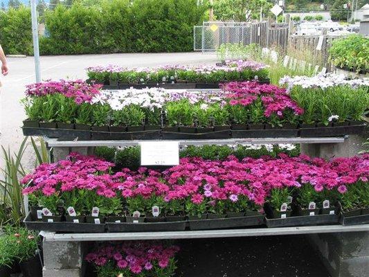 Our bench full of African Daisies