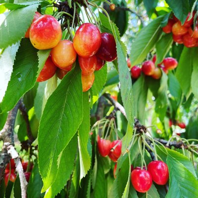 Cherry picking time!