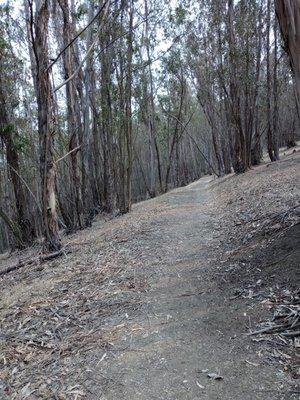 Clear a path of trees today!