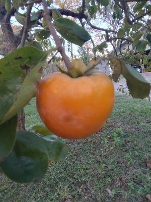 Persimmon... DeLand was originally named "Persimmon Hollow"