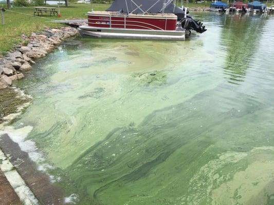 Blue/Green Algae Bloom at South Lake Center.