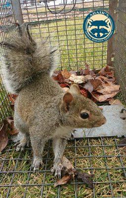 Squirrel removal