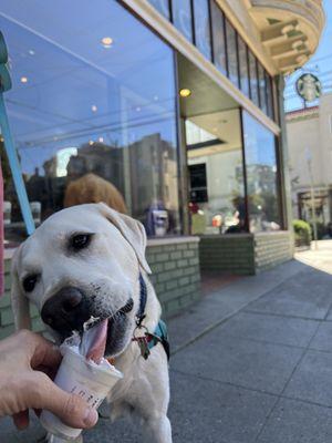 Puppiccino!!