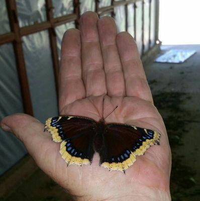 I released some moths from a screened in room while doing a termite inspection. 
Mourning Cloak butterfly.