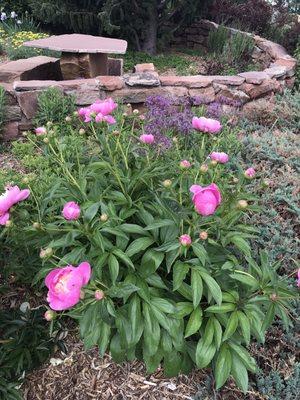 Peonies just beginning their show