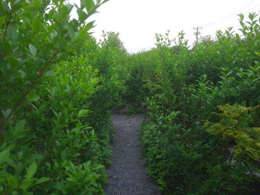 Inside the maze.