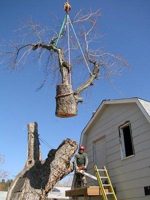 Berkelhammer Tree Experts, Inc. of Boulder, CO