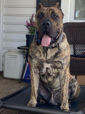 Guillermo- 10 month old Presa Canario