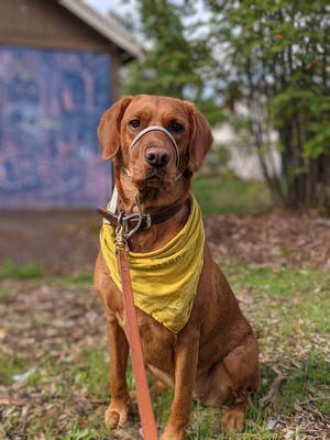 Scout out on squirrel patrol!