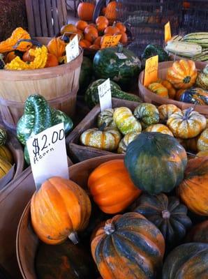 A beautiful array of gourds inside the shop