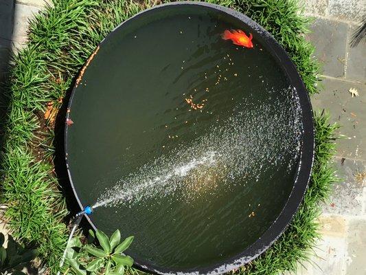 First dead fish due to Pond Solutions shameful neglect. 3 other fish would die 2 days later (can't see them in photo due to filthy water)