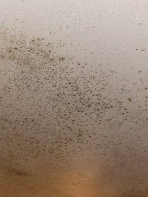 Mold on the bathroom ceiling.