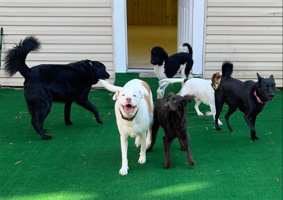 The Bark Park of Charleston