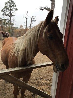 Bear Mountain Stables