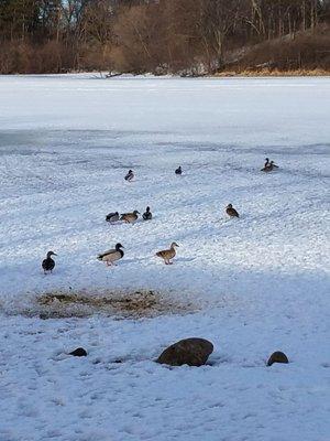 Feeding the ducks