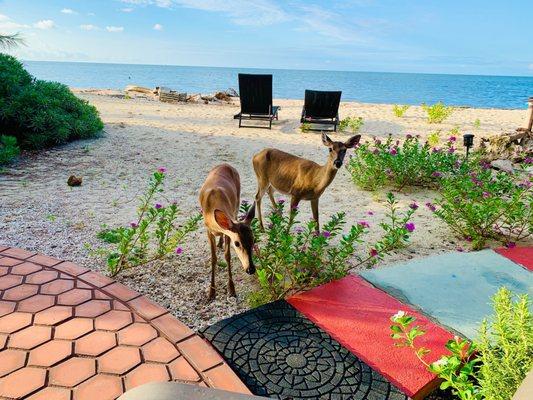 Key deer at the beach.