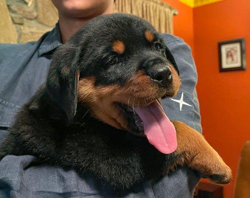 Rottweiler Puppy, now 7 weeks, from Delilah and Heman. German bloodline.