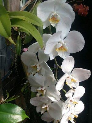 White Phalaenopsis