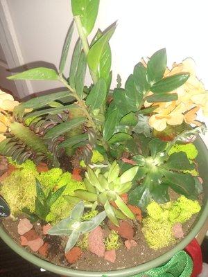 Custom succulent arrangement by BBGC for special occasions and funerals. Customized arrangements for any budget