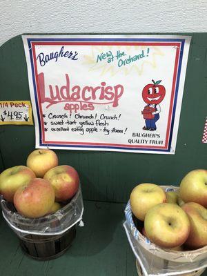 Ludacrisp  An open-pollinated Honeycrisp, Ludacrisp harvests during the latter part of Golden Delicious season.