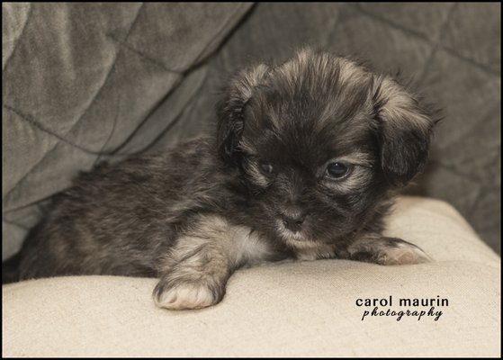 AARF fuzz ball puppy!