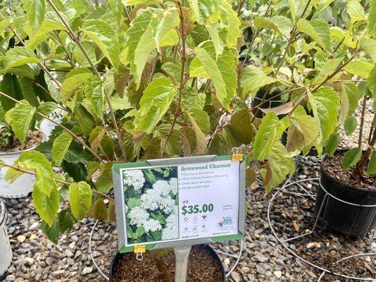 Carolina Native Nursery