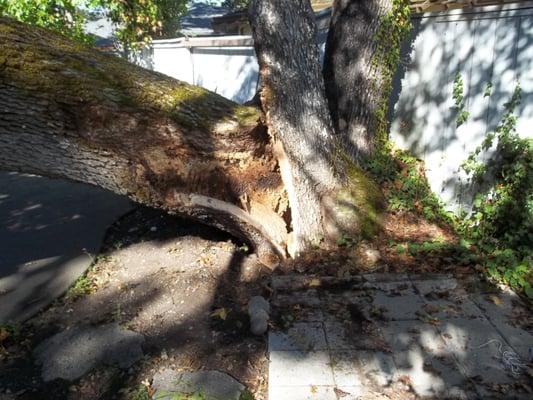 A low split in the tree enabled decay to reach the root system (total failure)