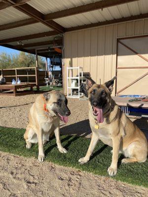 Saving Paws Rescue, Az