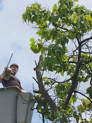 Trimming a branches in the sidewalk