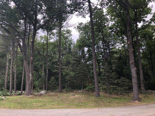 Front yard.  Small and large pines removed plus clean up of large oaks and other remaining trees. Wish I took "before" pics.