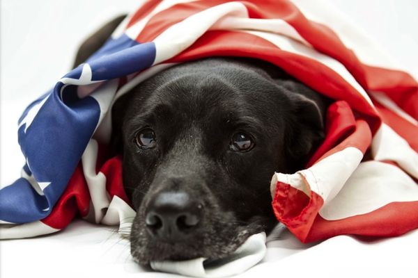 Dog Guard of The Capital District