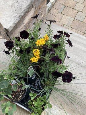 Black cherry petunias!!!